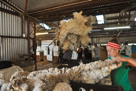 Cooinbil Shearing 038615  © Claire Parks Photography